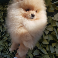 Spitz di pomerania