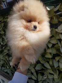 Spitz di pomerania