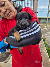 Cucciolina meticcia pastore tedesco in adozione