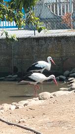 Cicogne