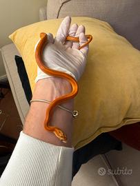 Serpente del grano BLOOD 2025