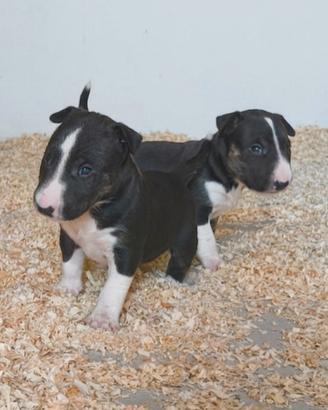 Bull terrier standard