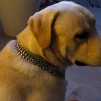 Labrador disponibile per monta