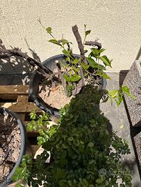 1 pianta di gelsomino alta 50 cm