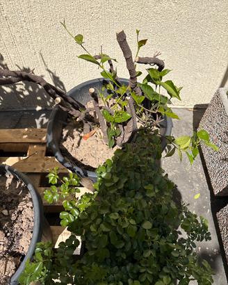 1 pianta di gelsomino alta 50 cm