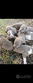 Amstaff cuccioli Blue