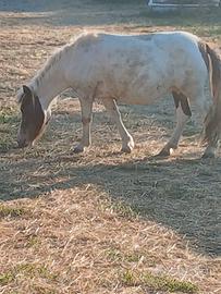 Pony con carrozza