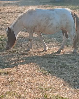 Pony con carrozza