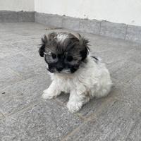 Cucciola maltipoo toy