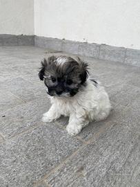 Cucciola maltipoo toy