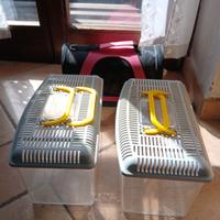 Terrari e accessori rettili pogona drago barbuto