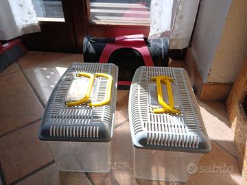 Terrari e accessori rettili pogona drago barbuto