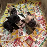Bulldog francese