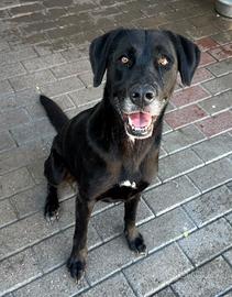 ELIJA CAGNOLINA LABRADOR