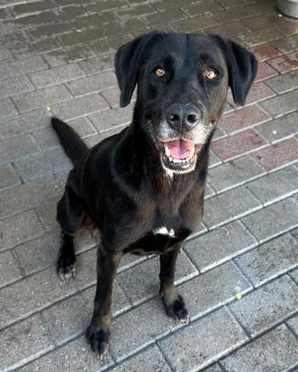 ELIJA CAGNOLINA LABRADOR