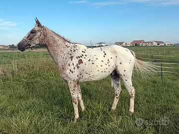 Cavallo anglo arabo - Appaloosa