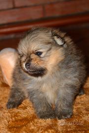 Spitz tedesco nano pomerania