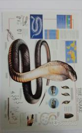 stampa didattica serpente ,pipistrelli e altre