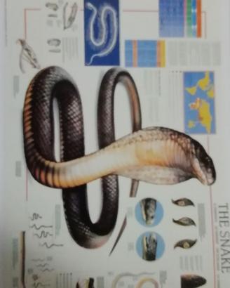 stampa didattica serpente ,pipistrelli e altre