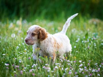 Cucciolo Cocker spaniel
