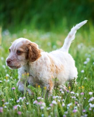 Cucciolo Cocker spaniel