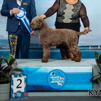 Lagotto romagnolo