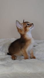 Cuccioli di Abissinia