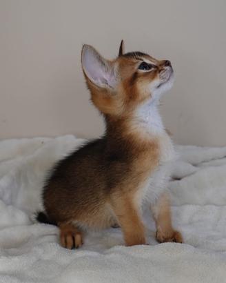 Cuccioli di Abissinia