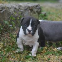 Amstaff cucciola con pedigree