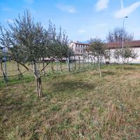 Ulivi