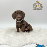 Strepitoso Bassottino Choco and tan