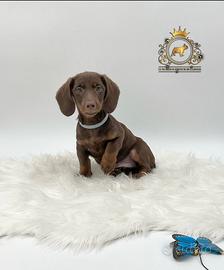 Strepitoso Bassottino Choco and tan