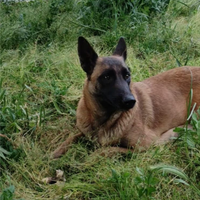 Cuccioli pastore belga malinois