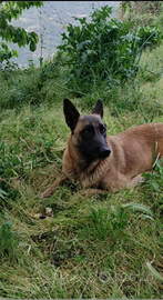 Cuccioli pastore belga malinois