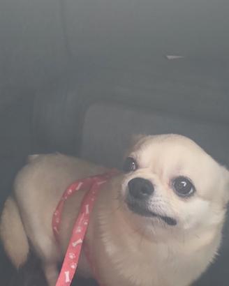 Chihuahua
