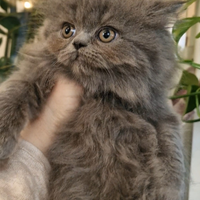 Gattino persiano maschio