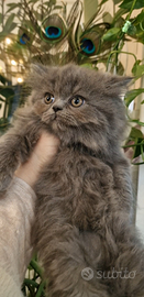 Gattino persiano maschio