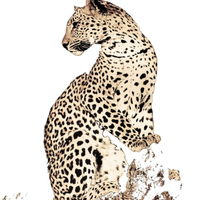 Impiegato Front e back office It e estero