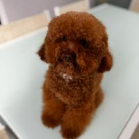 Toy red monta accoppiamento