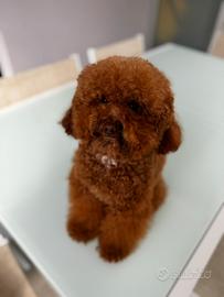 Toy red monta accoppiamento