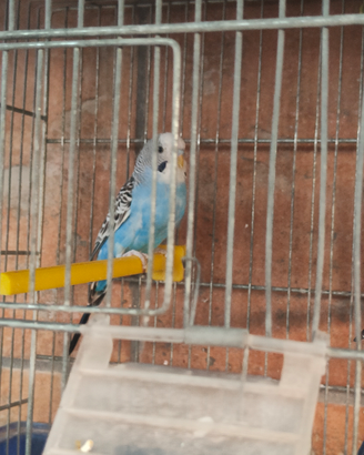 Cocorite pappagalli