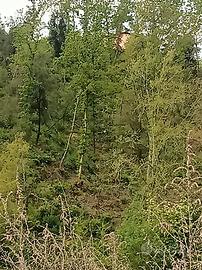 Terreno per uso tartufaia