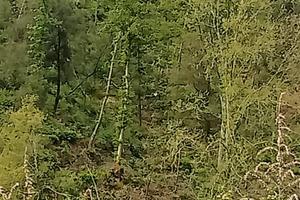 Terreno per uso tartufaia