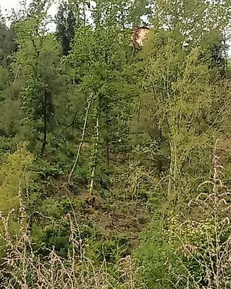 Terreno per uso tartufaia