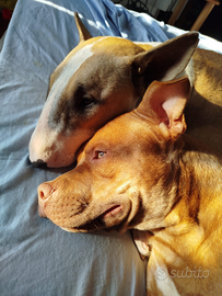 Cuccioli pronti per fine marzo