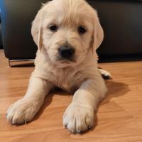 Golden Retriever cuccioli