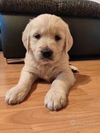 Golden Retriever cuccioli