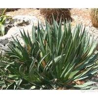 Piante grasse siciliane Agave filifera