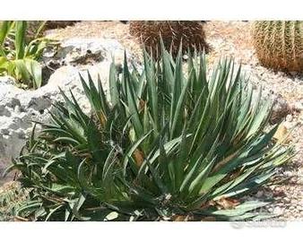 Piante grasse siciliane Agave filifera