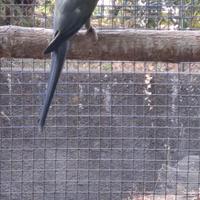 Parrocchetto dal collare cleartail